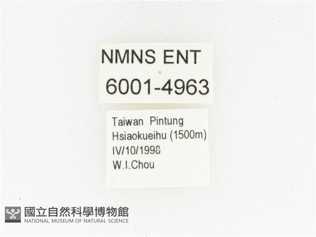 黑斑陷紋金龜藏品圖，第2張