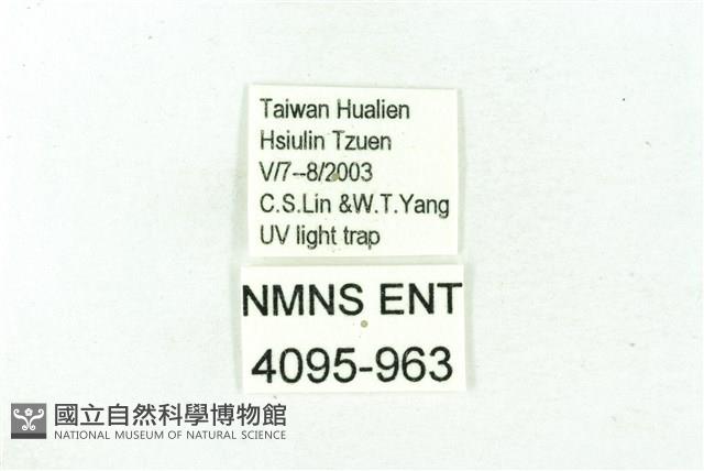 臺雪苔蛾藏品圖，第3張