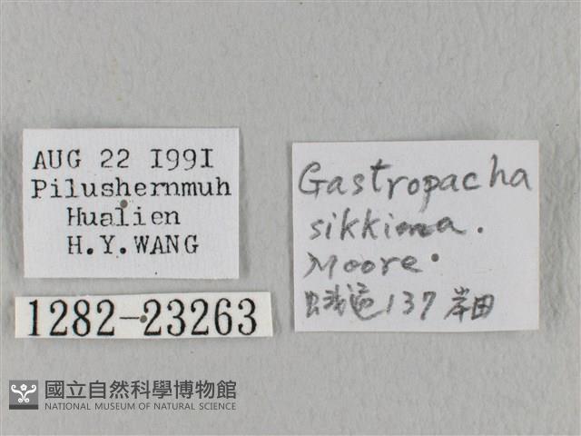 島嶼枯葉蛾藏品圖，第3張