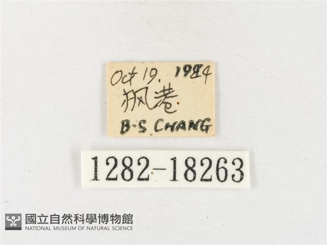 島嶼黃蝶、江崎黃蝶藏品圖，第3張