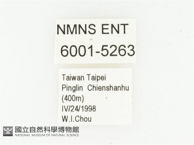 血紅虎斑花金龜藏品圖，第2張