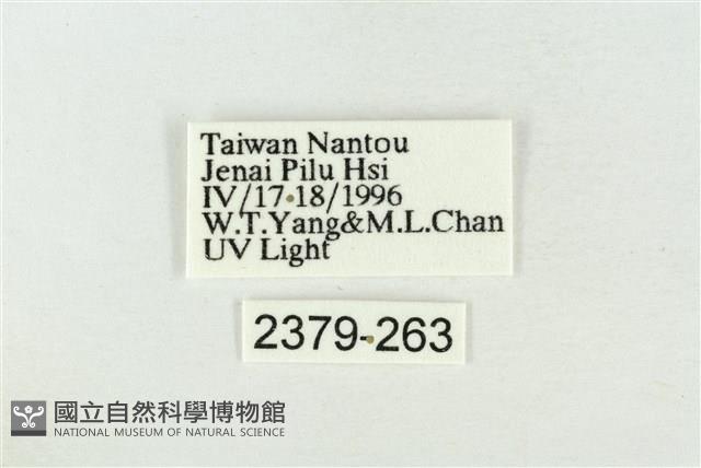 帶波紋蛾藏品圖，第3張