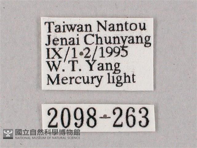 齒翅三線天蛾藏品圖，第3張