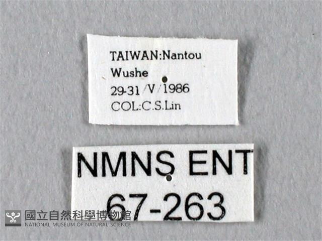 臺灣長尾水青蛾藏品圖，第3張