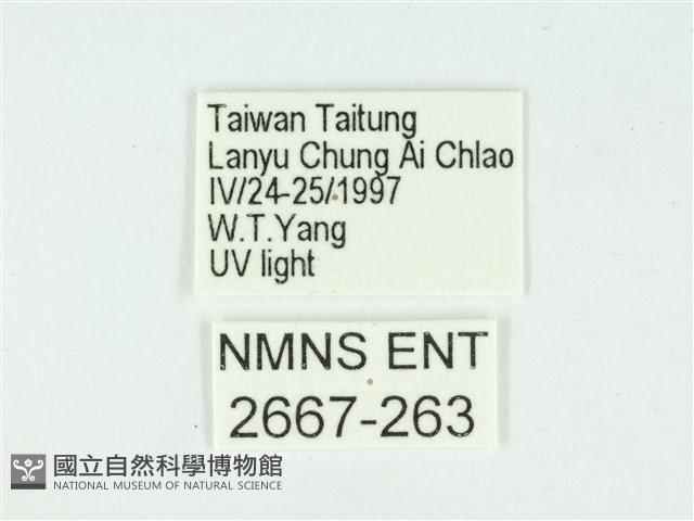 叉紋閃舞蛾藏品圖，第3張