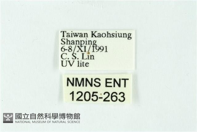 三色豔苔蛾藏品圖，第3張