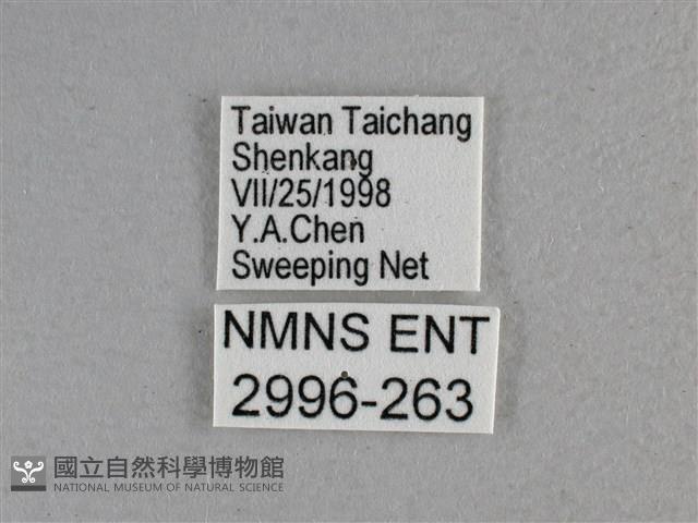 尖翅褐弄蝶藏品圖，第3張