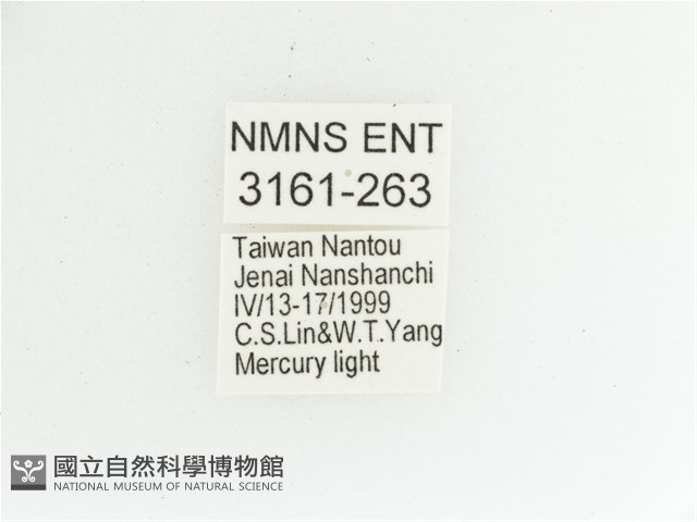 艷金龜藏品圖，第2張