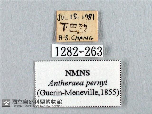 姬透目天蠶蛾藏品圖，第3張