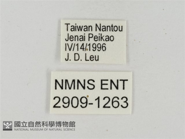 淡褐脈粉蝶藏品圖，第3張