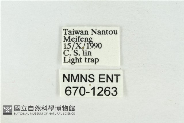 寬帶波紋蛾藏品圖，第3張