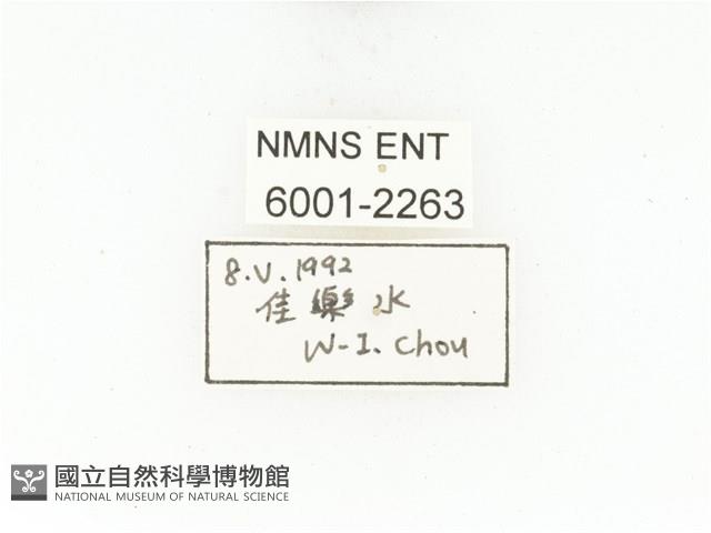 臺灣白條金龜藏品圖，第2張