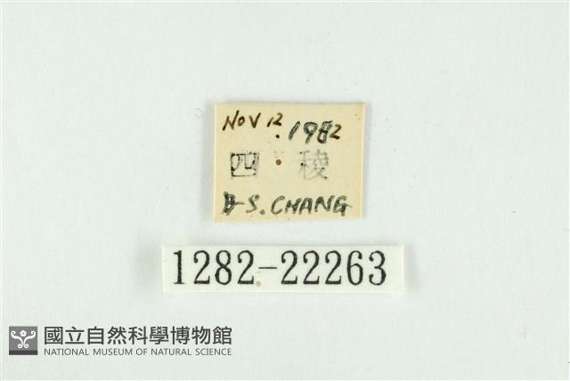 霧社環波紋蛾藏品圖，第3張