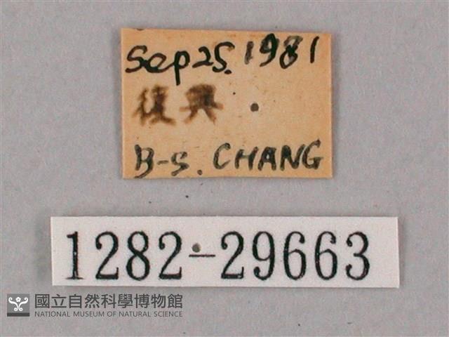 斜綠天蛾藏品圖，第3張