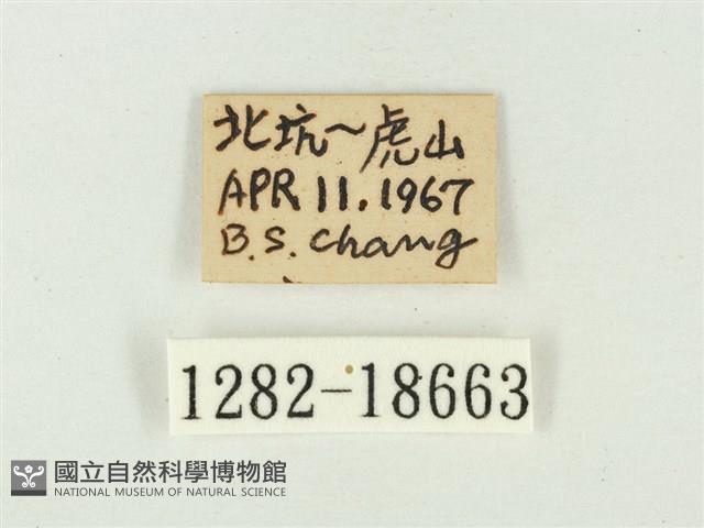 白點褐蜆蝶藏品圖，第3張