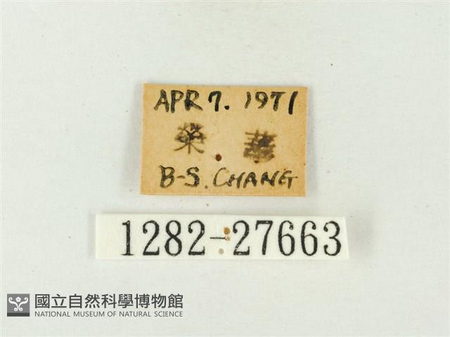 玳灰蝶藏品圖，第3張