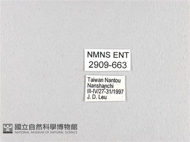 斑鳳蝶藏品圖，第3張