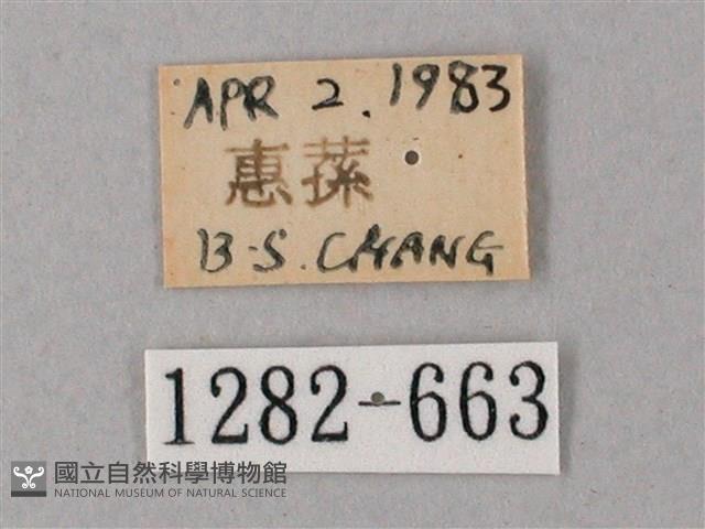 臺灣白肩天蛾藏品圖，第3張