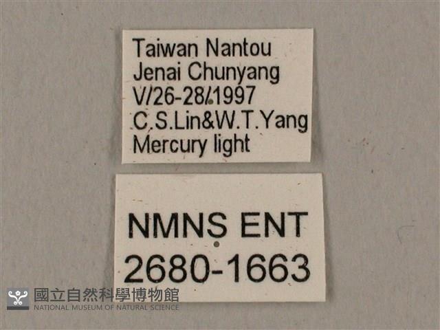 黑帶鷹翅天蛾藏品圖，第3張