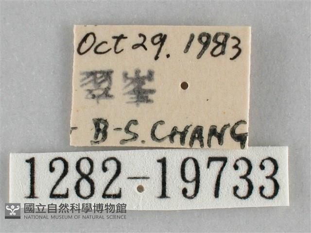 扭擬燈蛾藏品圖，第3張