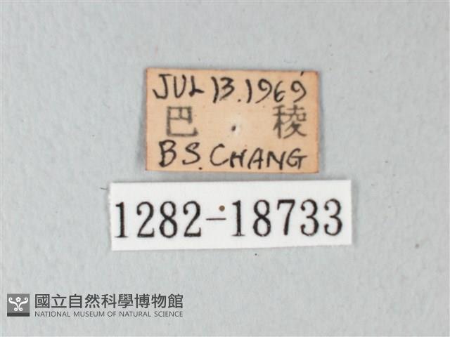 淡青雅波灰蝶藏品圖，第3張