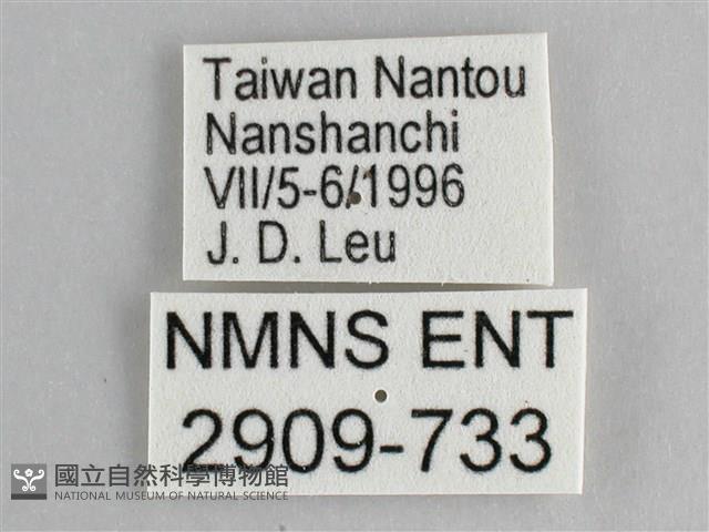 鋸粉蝶藏品圖，第3張