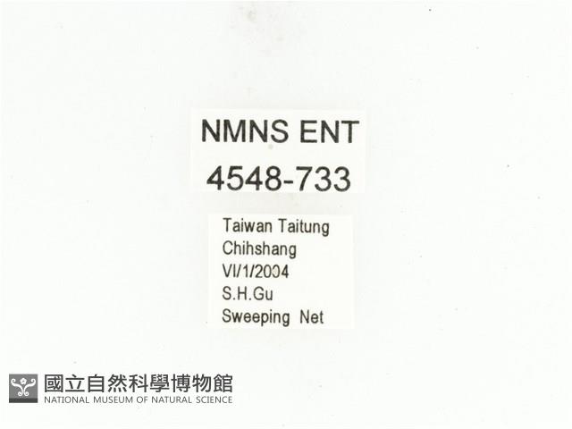 銅點花金龜藏品圖，第2張