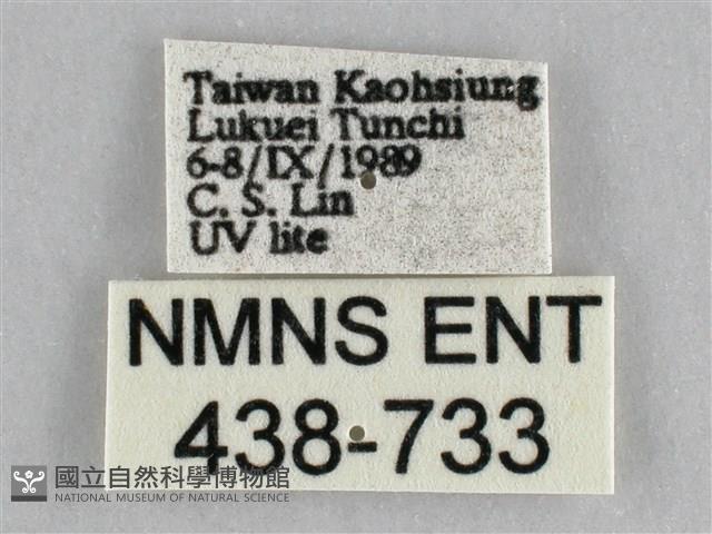 橙擬燈蛾藏品圖，第3張