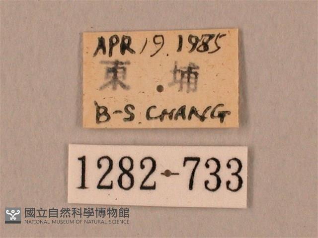 臀角斑天蛾藏品圖，第3張