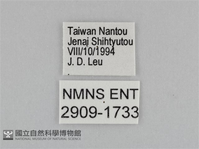 江崎波眼蝶藏品圖，第3張