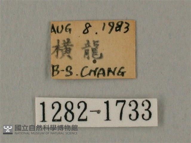 白點天蛾 藏品圖，第3張