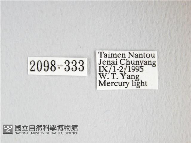 圓翅大鉤蛾藏品圖，第3張