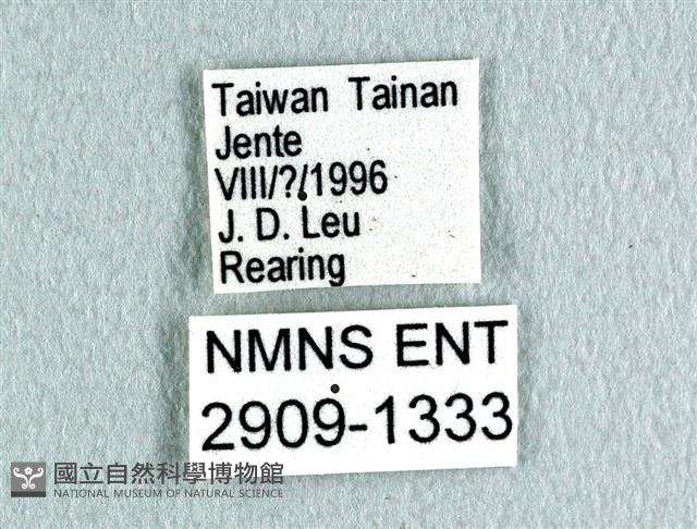 花鳳蝶、無尾鳳蝶藏品圖，第3張