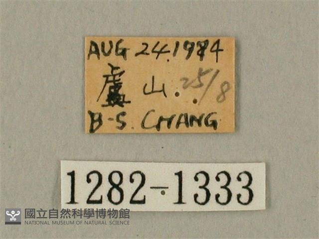 白點天蛾 藏品圖，第3張