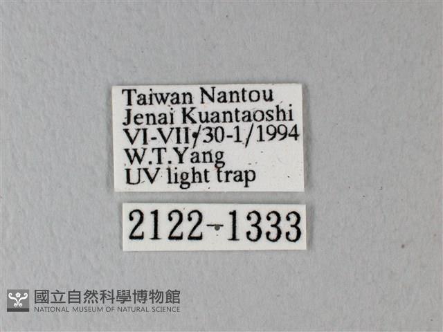 榆鳳蛾藏品圖，第3張