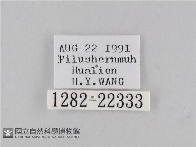 橙擬燈蛾藏品圖，第3張