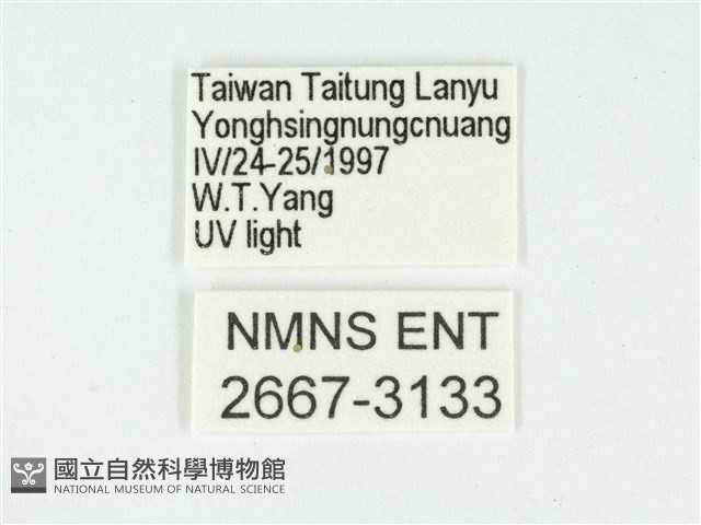 叉紋閃舞蛾藏品圖，第3張