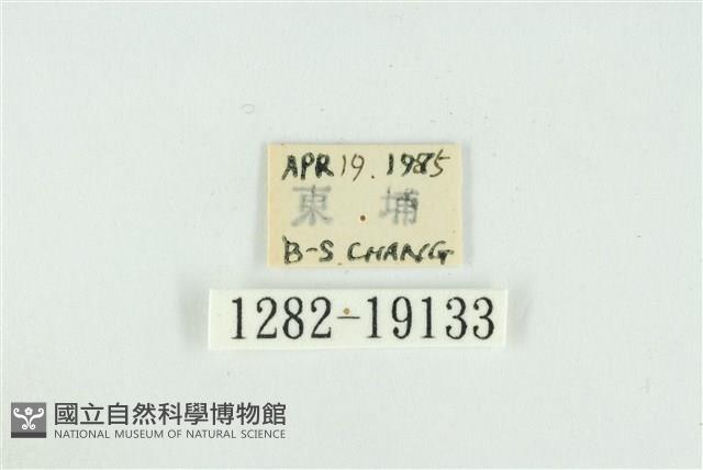 藹環波紋蛾藏品圖，第3張