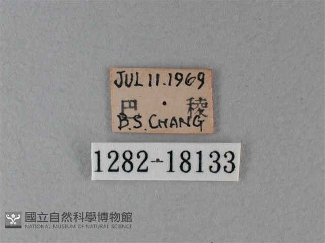 殘眉線蛺蝶藏品圖，第3張