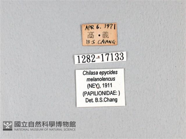 黃星斑鳳蝶藏品圖，第3張