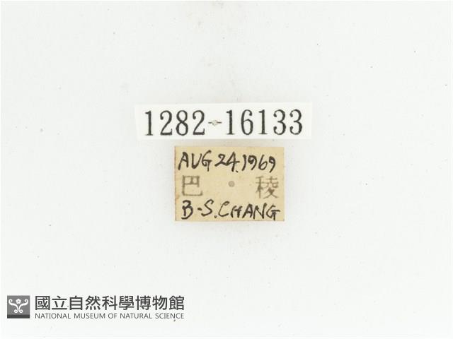 臺灣扇角金龜藏品圖，第2張