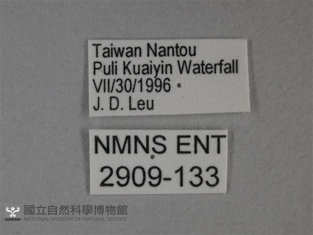 枯葉蝶藏品圖，第3張