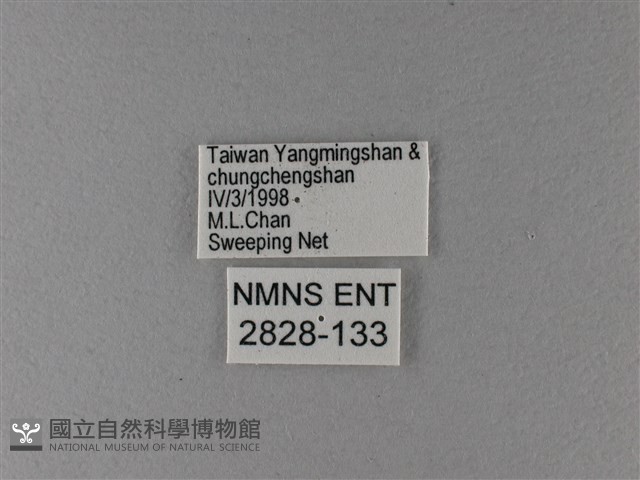 大絹斑蝶藏品圖，第3張