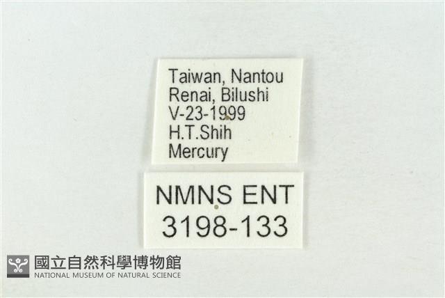 連珠波紋蛾藏品圖，第3張