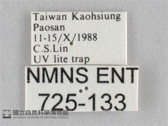 橙擬燈蛾藏品圖，第3張