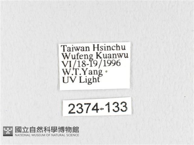 褐斜帶枯葉蛾藏品圖，第3張