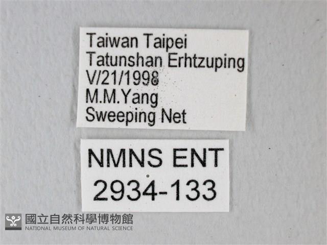 細邊琉灰蝶藏品圖，第3張