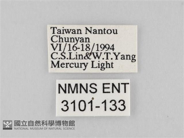 長斑擬燈蛾藏品圖，第3張