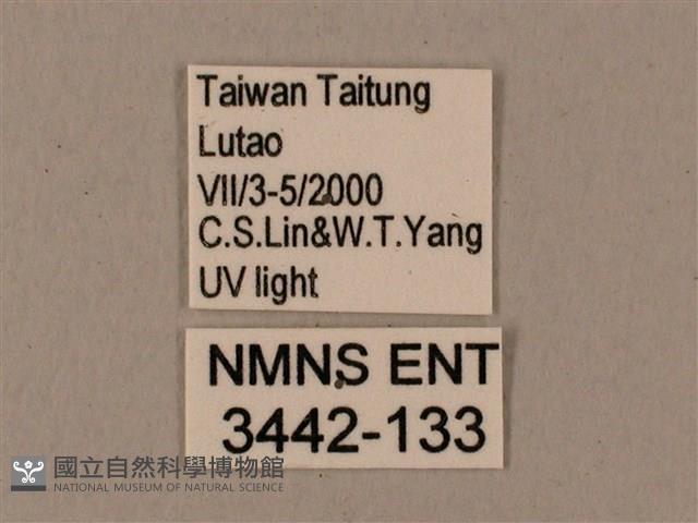 姬缺角天蛾藏品圖，第3張