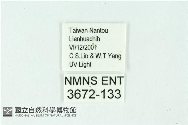 三條橙燈蛾藏品圖，第3張